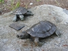 two pond turtles